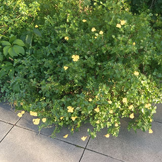 salvia greggii -sungold